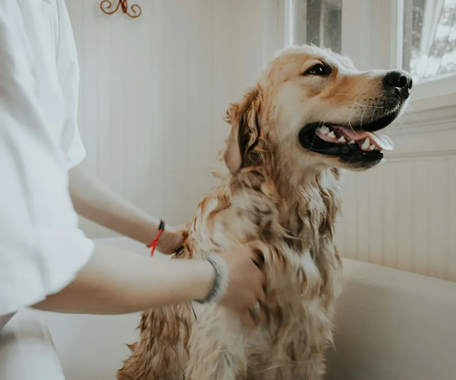 Tutora com seu golden retriever