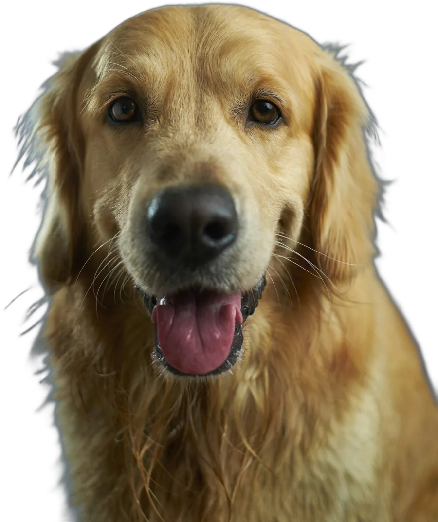 Cão golden retriever